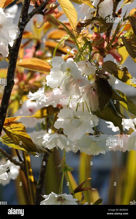 Flowers On And Ornamental Cherry Tree Prunus Shizuka Or Fragrant Cloud