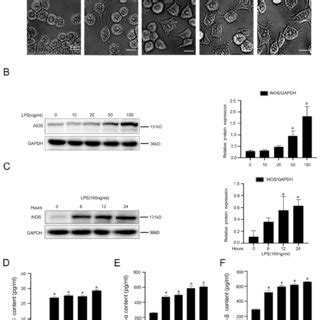 Lps Induces The Transformation Of Macrophages Into Pro Inflammatory M