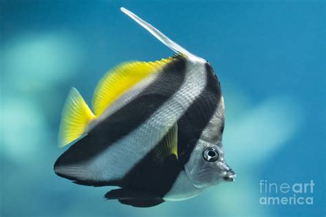 Schooling Bannerfish Photograph By Michael Shake Fine Art America