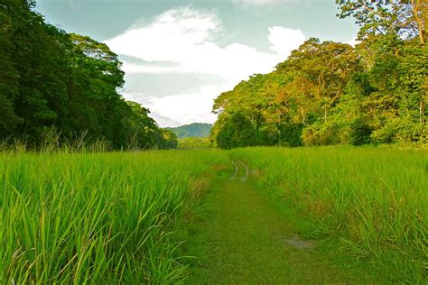 Grass Runway Photograph By Jon Mindelli