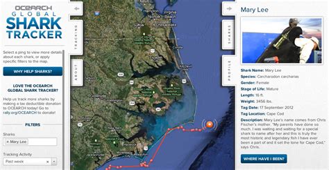 Tracking Mary Lee And The Sharks Of The Ocearch Global Shark Tracker