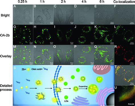 Live Hepg Cells Incubated With Oa B For Different Times S Detailed