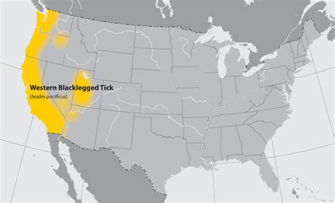 Western Blacklegged Tick Identification Tips | PA Tick Research Lab