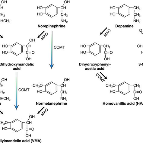 Catecholamine Metabolism Metabolism Of Catecholamines Occurs Through