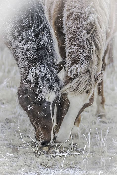 Frozen Smithsonian Photo Contest Smithsonian Magazine