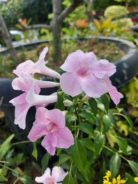 Close Up Of Beautiful Pink Bower Vine Flowers In Garden On Blurred