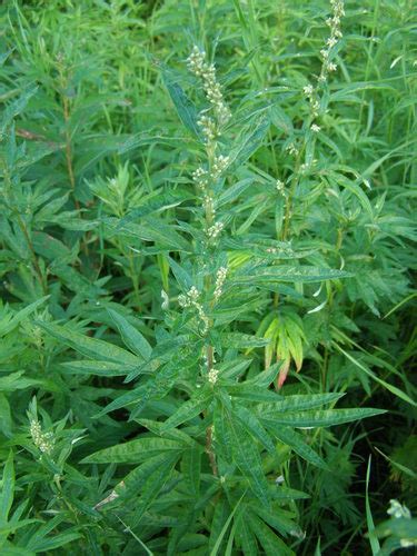 Kamchatka Wormwood (Variety Artemisia vulgaris kamtschatica) · iNaturalist