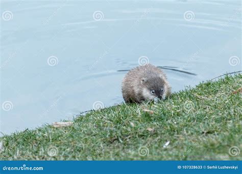 The Muskrat in Natural Habitat Kiev Ukraine 2018 Stock Image - Image of ...