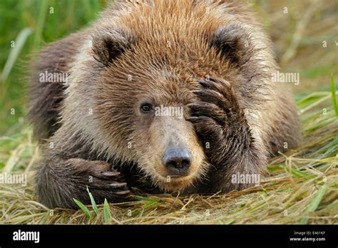 Portrait of a Grizzly Bear (Ursus arctos) cub with paw over face ...