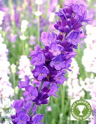 hidcote downderry nursery