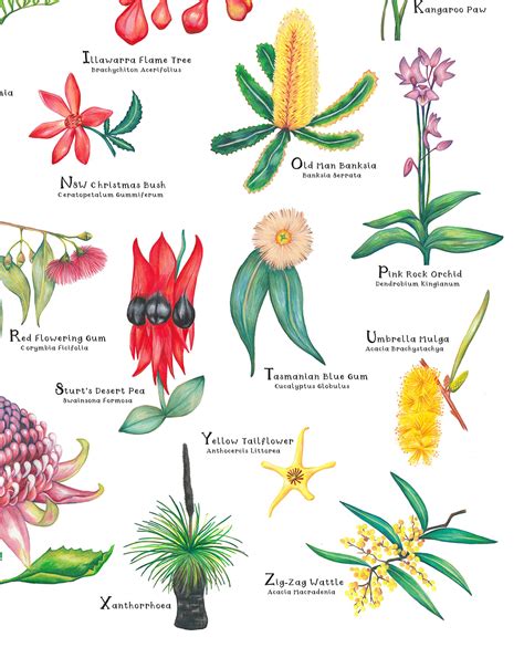 A Z Of Australian Native Plants Botanical Print Hand Drawn 43 Off