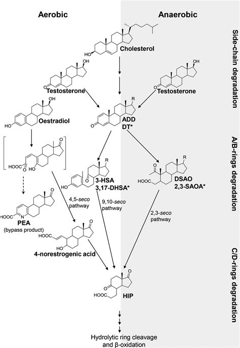 Microbial Degradation Of Steroid Sex Hormones Implications For