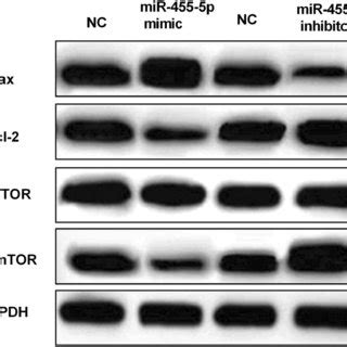 MiR 455 5p Inhibited Cell Viability And Metastasis In Cervical