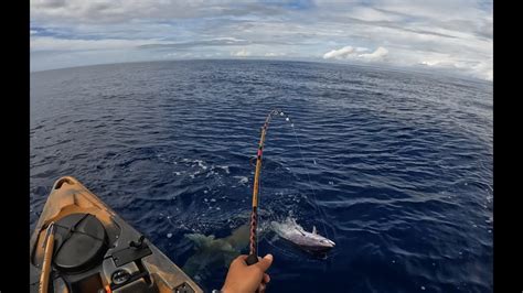 Hawaii Kayak Fishing My First Aku Sharks Tried To Take My Fish Youtube