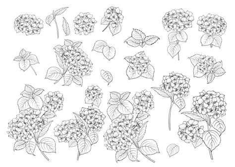 Hydrangea Vector Images Over 7 400