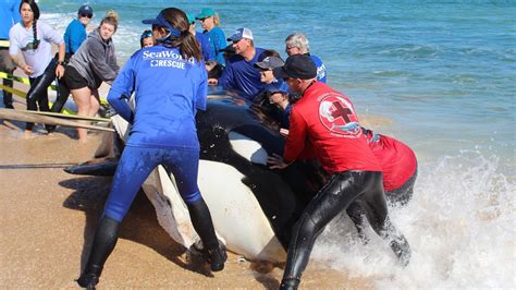 Seaworld Releases Additional Details About Killer Whale Found Dead On Florida Beach Fox News