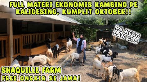 Harga Juta Nego Free Ogkir Se Jawa Jantan Telinga Panjang Kambing