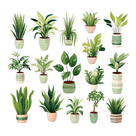 Plantas En Macetas Ilustración Plantas De Interior Png Dibujos Plantas