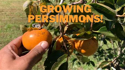 Growing Persimmons Youtube