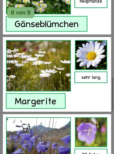 Wiesenblumen Grundschule Arbeitsblatt