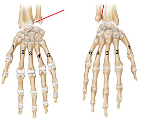 Bony Landmarks Of The Hand