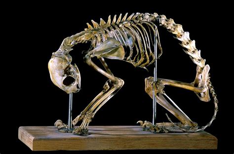 19th Century Deformed Cat Skeleton Photograph by Patrick Landmann ...