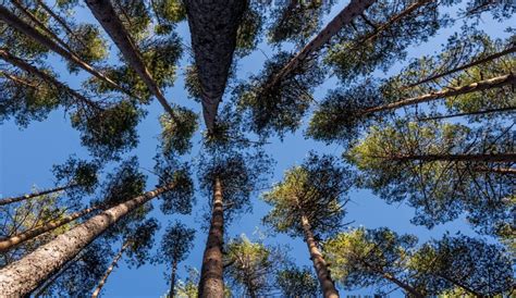 Onu La Canicule A Provoqu Une D Gradation De La Qualit De L Air