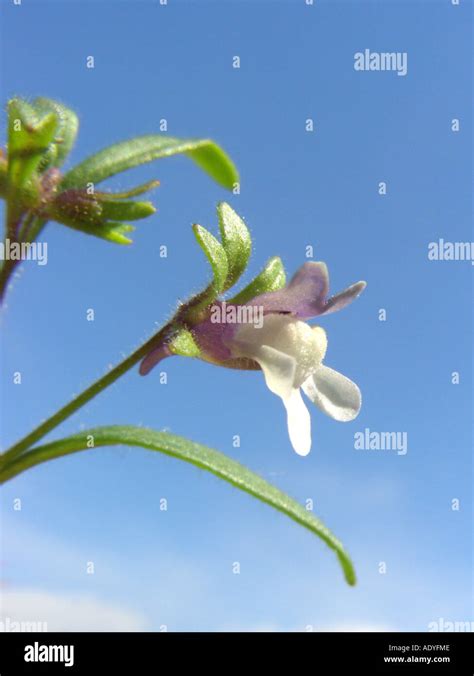 Small Toadflax Common Dwarf Snapdragon Chaenorhinum Minus