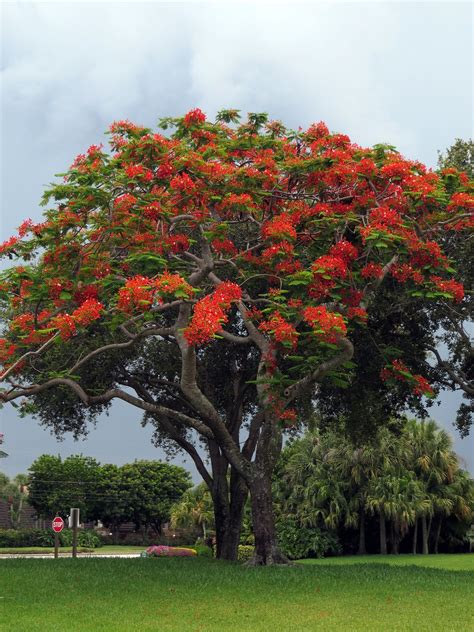 8 Best Purple Flower Trees In Texas Artofit