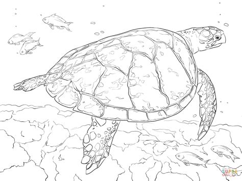 Realistic Hawksbill Sea Turtle Coloring Page Free Printable Ocean