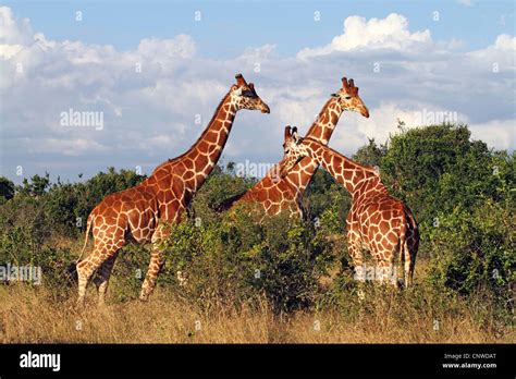 Reticulated Giraffe Giraffa Camelopardalis Reticulata Three Giraffes In Shrub Kenya Solio