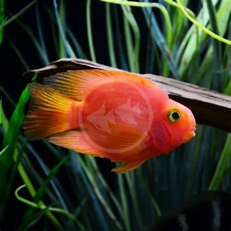 CICHLID PARROT BLOOD RED Amphilophus Citrinellus Heros Severus