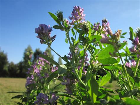 Alfalfa Benefits Uses And Who It S For Health And Wellbeing News