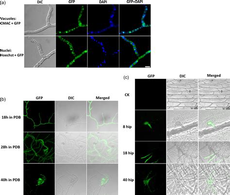 The Botrytis Cinerea Transglycosylase Bccrh4 Is A Cell Death‐inducing