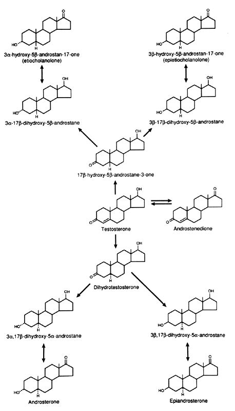 Androgen Metabolism Glowm