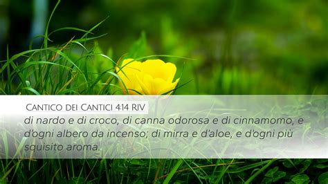 Cantico Dei Cantici 4 14 RIV Desktop Wallpaper Di Nardo E Di Croco