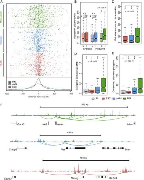 An Expansion Of The Non Coding Genome And Its Regulatory Potential