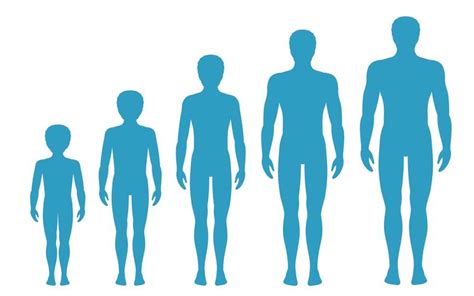 Las Proporciones Del Cuerpo Del Hombre Cambian Con La Edad Etapas De Crecimiento Del Cuerpo Del