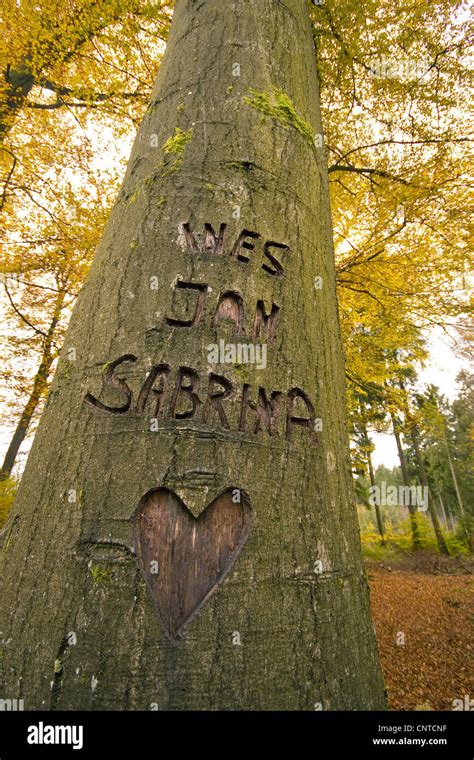 Names Carved Tree Hi Res Stock Photography And Images Alamy