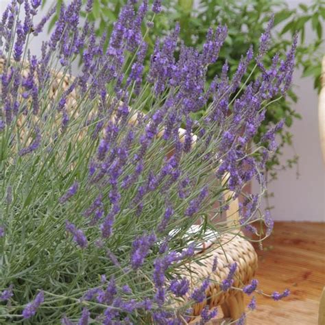 Lavender X Intermedia Phenomenal Niko Lavandula Super Hardy Blue Lavender