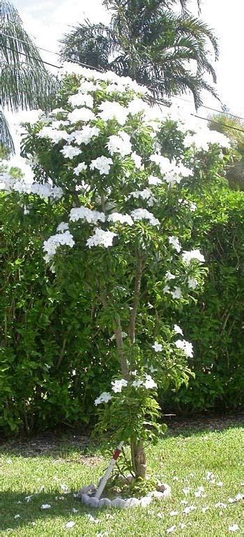 Asri Tanaman Plumeria Daun Biola Plumeria Pudica Jacq