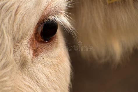 Cows In The Pasture White Cattle Living Outdoors In Nature Meat Breed