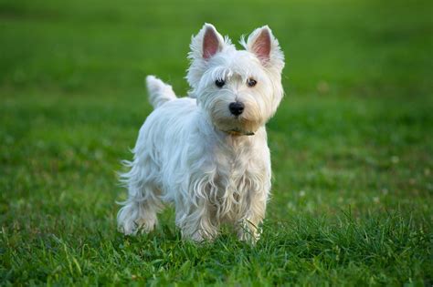 20 of the Cutest White Dog Breeds | Reader's Digest