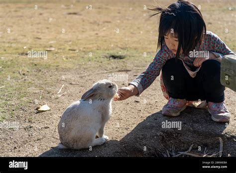 Feeding wild rabbits on Okunoshima ( Rabbit Island ). Numerous feral ...