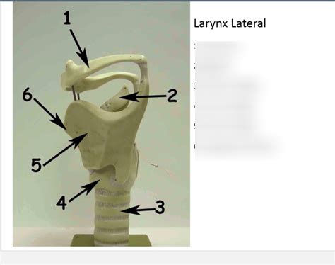 Larynx Lateral Diagram Quizlet