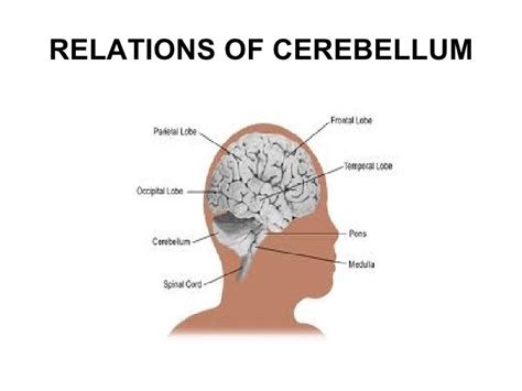 The cerebellum demo