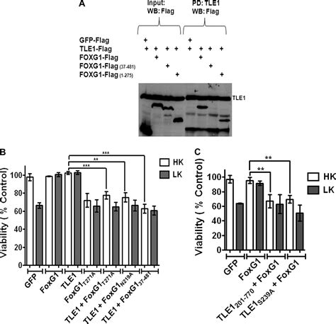 Transducin Like Enhancer Of Split 1 Tle1 Combines With Forkhead Box