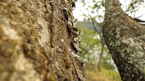 Closeup Day Textured Tree Trunk Landscape Pattern Plant Bark