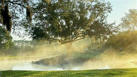 15 Types of Oak Trees in Florida: Identification Guide (Chart, Pictures)