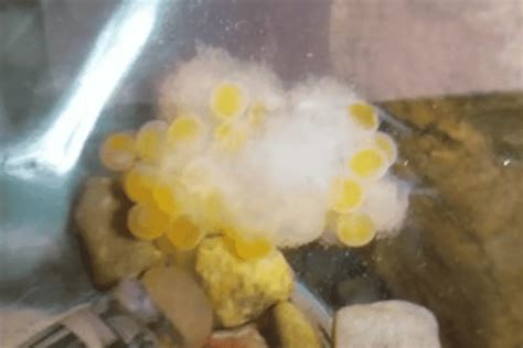 What Do Pleco Fish Eggs Look Like A Detailed Picture Guide Pet Fish